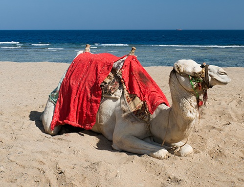 galerie de photo pour l'hotel miramar essaouira maroc