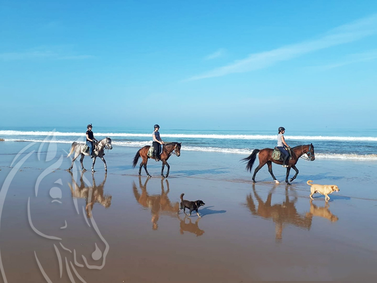 galerie de photo pour l'hotel miramar essaouira maroc